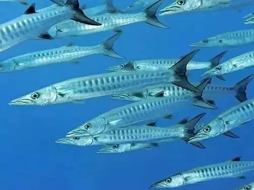 利善海鲜大咖_海鲜的利润高吗_一分利海鲜