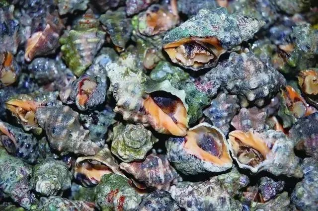 海鲜的利润高吗_一分利海鲜_利善海鲜大咖