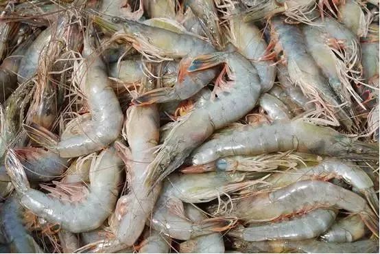 利善海鲜大咖_海鲜的利润高吗_一分利海鲜