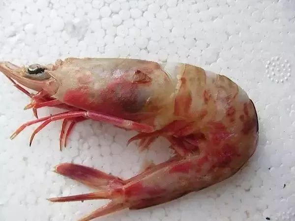 海鲜的利润高吗_一分利海鲜_利善海鲜大咖