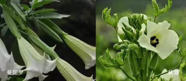 吃紫贝菜有什么好处_紫贝菜哪些人不能吃_紫贝菜可以生吃吗