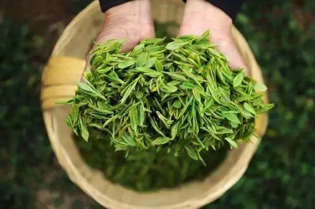 紫贝菜什么人不能吃_紫贝菜哪些人不能吃_紫贝菜能不能常吃