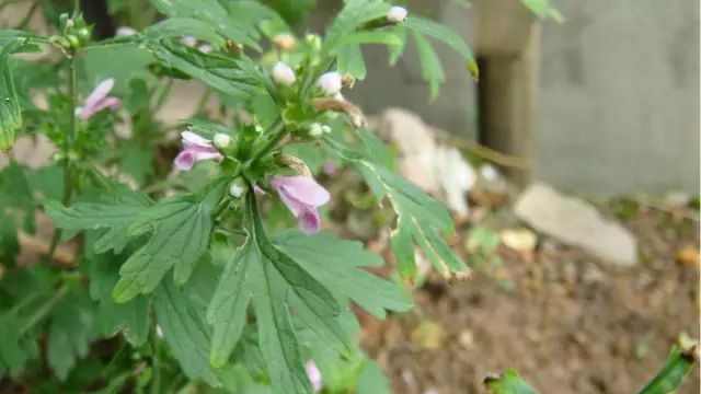 紫贝菜哪些人不能吃_紫贝菜什么人不能吃_吃紫贝菜有什么好处