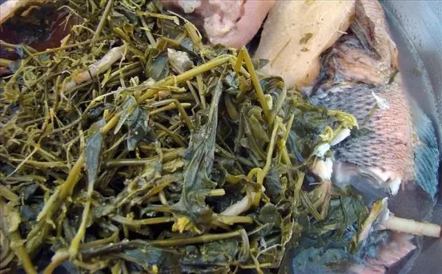紫贝菜什么人不能吃_吃紫贝菜有什么好处_紫贝菜哪些人不能吃