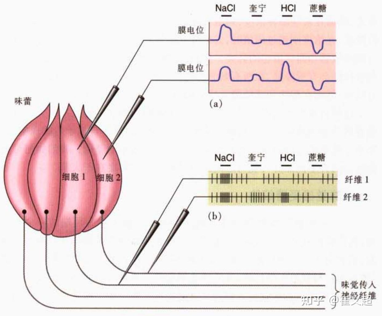 从神经科学到人工智能(十二)- 感觉:味觉、嗅觉和触觉(图1) 味蕾的记忆力_味蕾细胞多久更新一次_味蕾细胞有记忆
