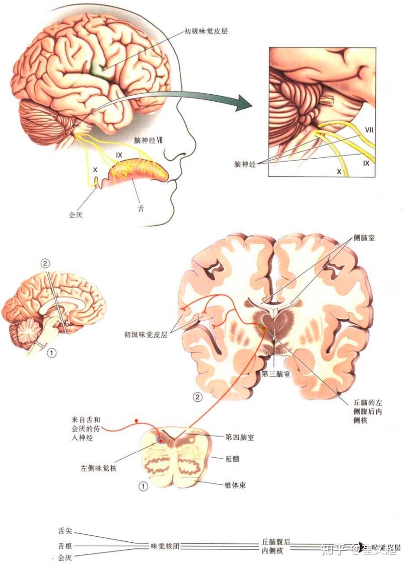 从神经科学到人工智能(十二)- 感觉:味觉、嗅觉和触觉(图2) 味蕾细胞有记忆_味蕾细胞多久更新一次_味蕾的记忆力