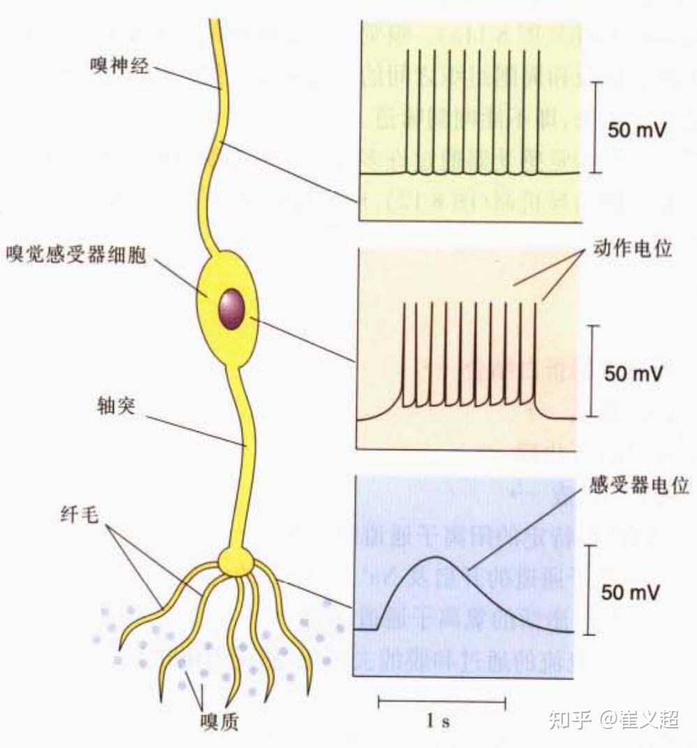 从神经科学到人工智能(十二)- 感觉:味觉、嗅觉和触觉(图3) 味蕾细胞多久更新一次_味蕾的记忆力_味蕾细胞有记忆