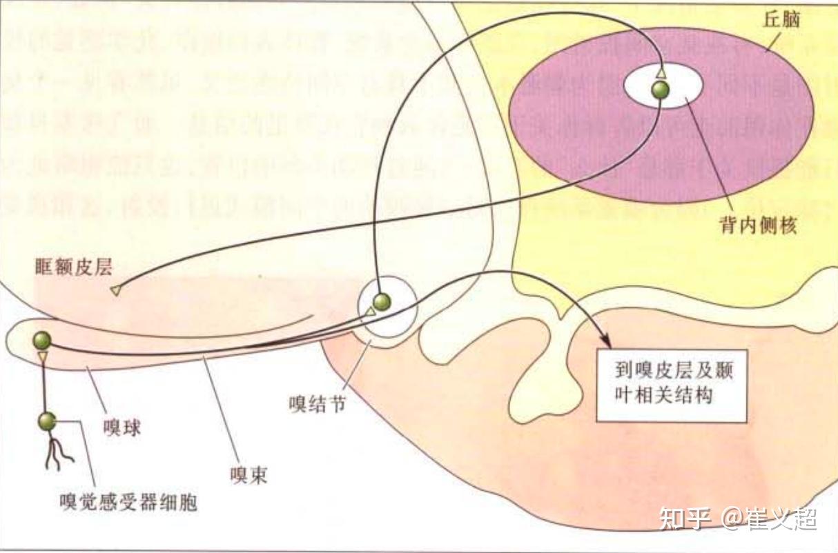 从神经科学到人工智能(十二)- 感觉:味觉、嗅觉和触觉(图4) 味蕾细胞有记忆_味蕾细胞多久更新一次_味蕾的记忆力
