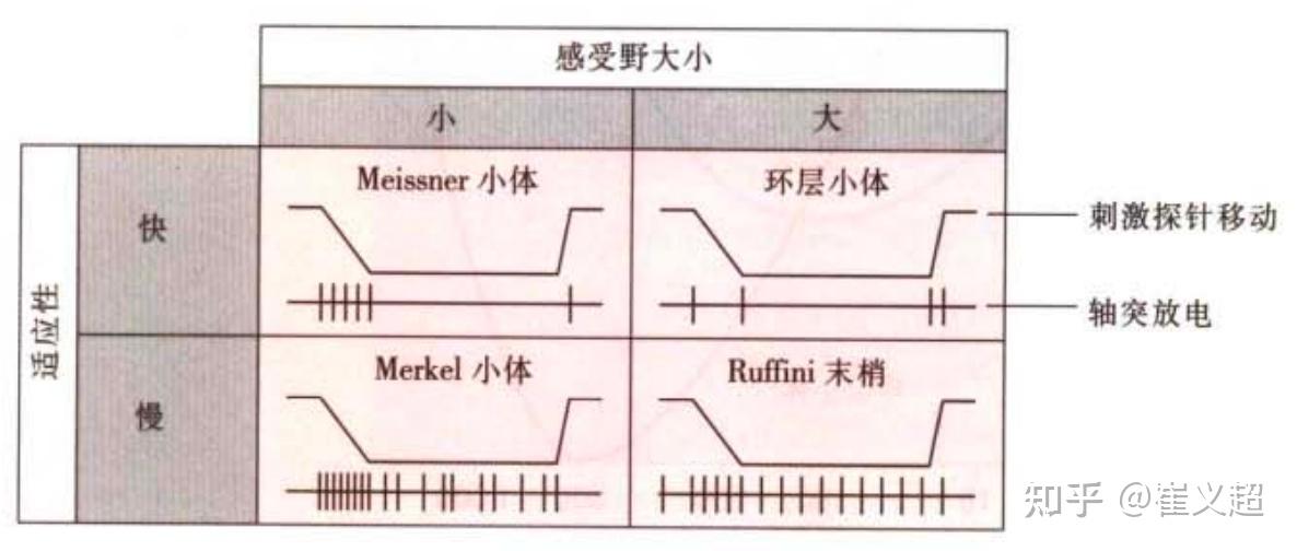 从神经科学到人工智能(十二)- 感觉:味觉、嗅觉和触觉(图5) 味蕾细胞多久更新一次_味蕾细胞有记忆_味蕾的记忆力