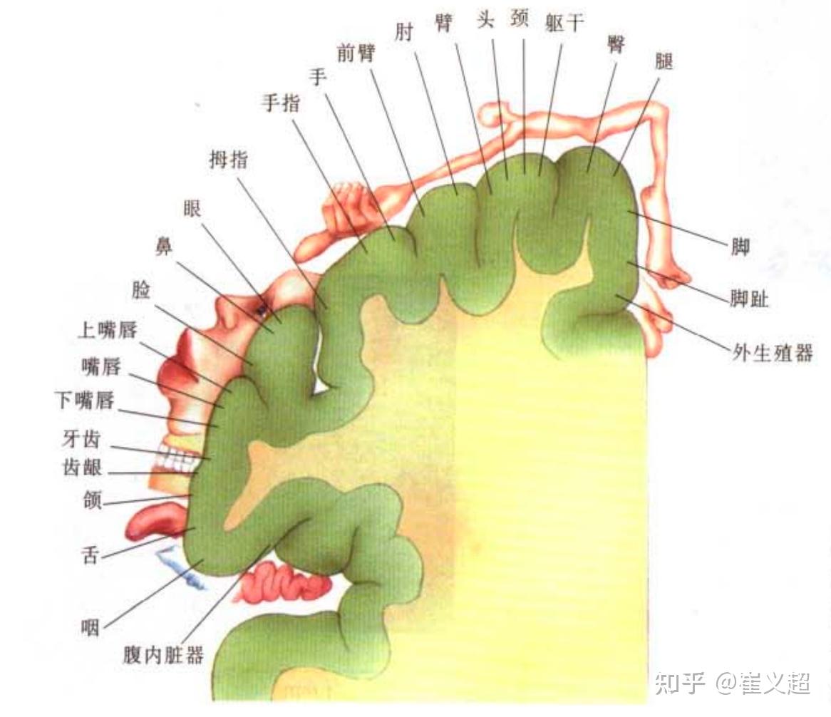 从神经科学到人工智能(十二)- 感觉:味觉、嗅觉和触觉(图6) 味蕾细胞有记忆_味蕾的记忆力_味蕾细胞多久更新一次