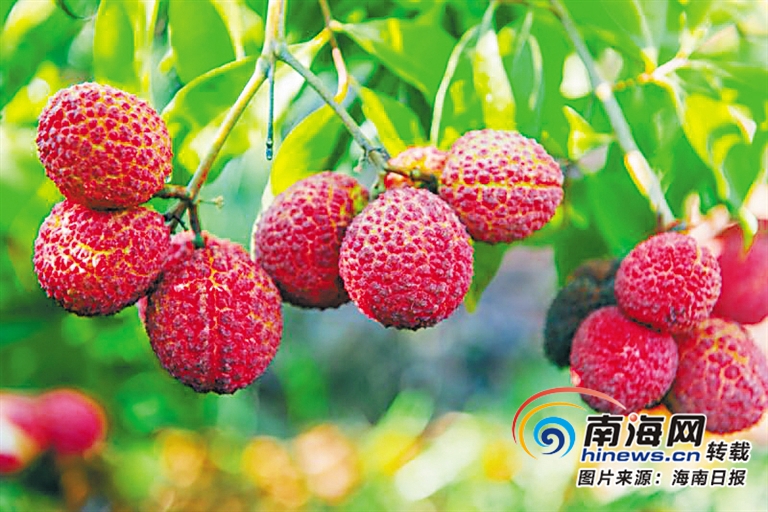 海南周刊 | 海南印记·足迹:海南发展热带高效农业 建成全国“菜篮子”“果盘子”(图2) 海南农业信息网官网_海南农业信息网_海南农业网站