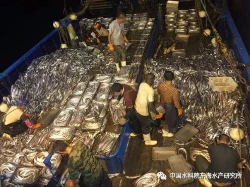 “十二五”国家科技支撑计划项目“远洋捕捞技术与渔业新资源开发”课题顺利通过任务验收(图6) 农村科技进步_农业农村科技创新专项规划_十二五农村领域国家科技计划课题