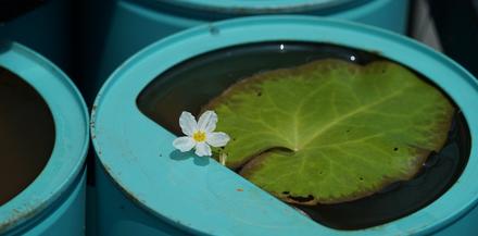 水葫芦、星光草……辰山植物园将1200个空奶粉罐变身创意植物景观(图1) 刺种莕菜_刺菜什么样_刺菜喜欢生长在哪里