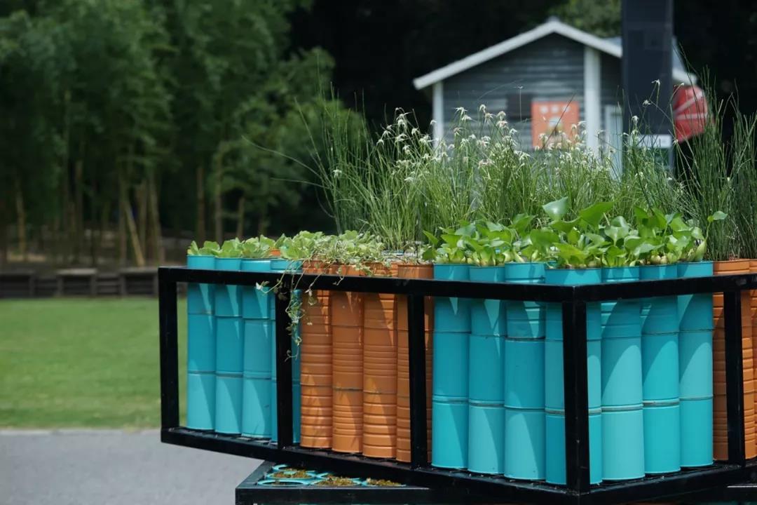 水葫芦、星光草……辰山植物园将1200个空奶粉罐变身创意植物景观(图3) 刺种莕菜_刺菜什么样_刺菜喜欢生长在哪里