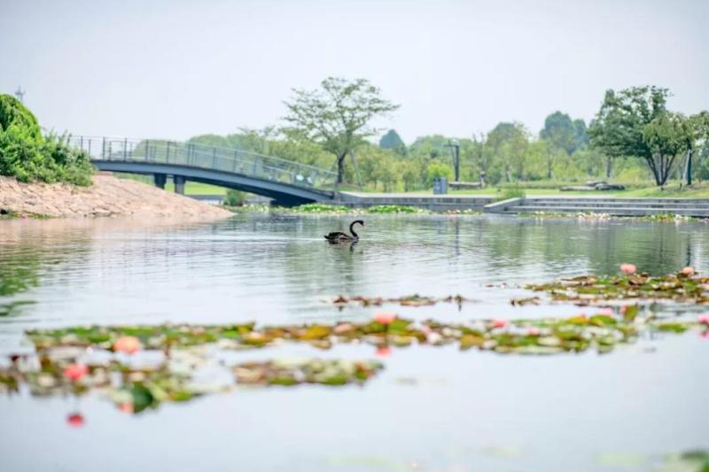 水葫芦、星光草……辰山植物园将1200个空奶粉罐变身创意植物景观(图4) 刺菜什么样_刺种莕菜_刺菜喜欢生长在哪里