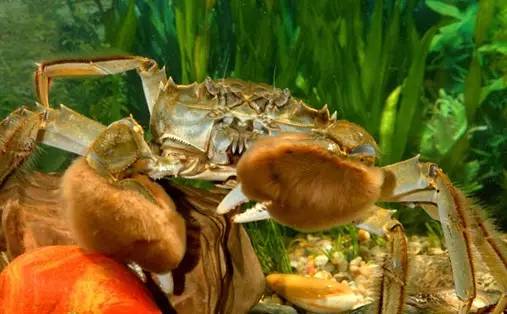 江苏13市的13种螃蟹吃法,从徐州开始,你觉得最好吃的是哪个?(图16) 豆豉蟹怎么做好吃_蒜蓉豆豉美味蟹_蒜蓉豆豉酱的做法大全窍门