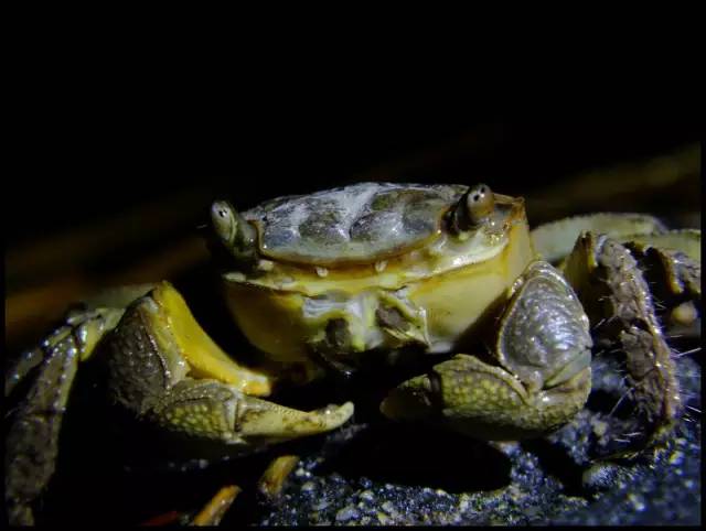 江苏13市的13种螃蟹吃法,从徐州开始,你觉得最好吃的是哪个?(图20) 蒜蓉豆豉酱的做法大全窍门_蒜蓉豆豉美味蟹_豆豉蟹怎么做好吃