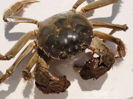 江苏13市的13种螃蟹吃法,从徐州开始,你觉得最好吃的是哪个?(图26) 蒜蓉豆豉美味蟹_豆豉蟹怎么做好吃_蒜蓉豆豉酱的做法大全窍门