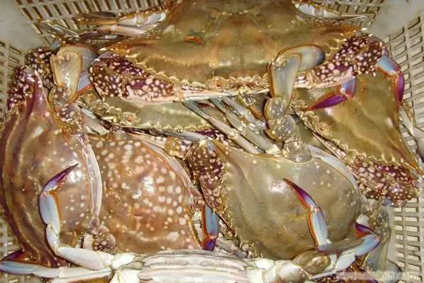 江苏13市的13种螃蟹吃法,从徐州开始,你觉得最好吃的是哪个?(图4) 蒜蓉豆豉酱的做法大全窍门_蒜蓉豆豉美味蟹_豆豉蟹怎么做好吃