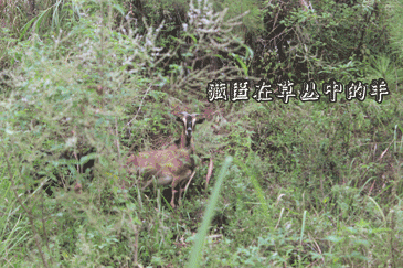 吃货来采菊_吃货来外铁蛋合集_吃货快来