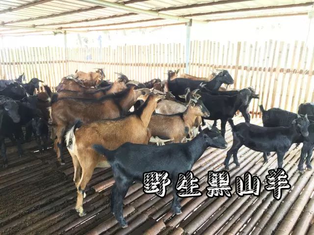 吃货来采菊_吃货来外铁蛋合集_吃货快来