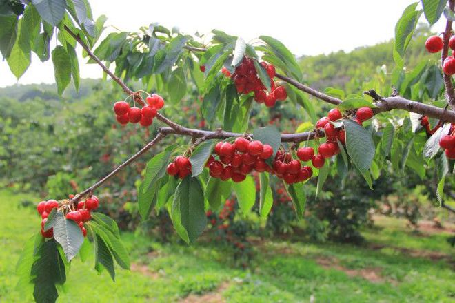 蓬莱路线旅游到哪里好玩_到蓬莱旅游路线_去蓬莱路线