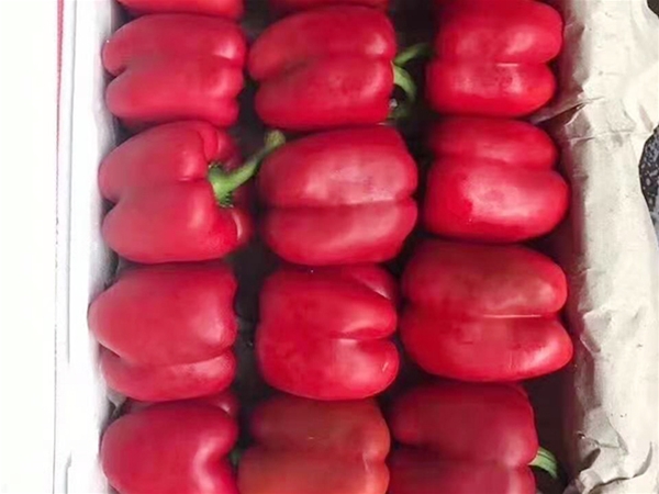 东莞大朗食堂蔬菜配送批发电话