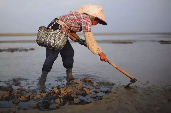 拔蚌怎么吃法窍门_像拔蚌怎么吃_象拔蚌的做法窍门