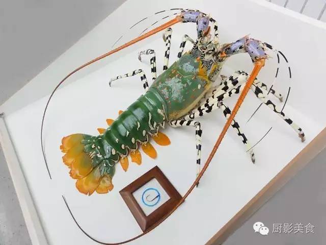澳洲龙虾生活在什么环境_澳洲龙虾特征_澳洲龙虾生活习性