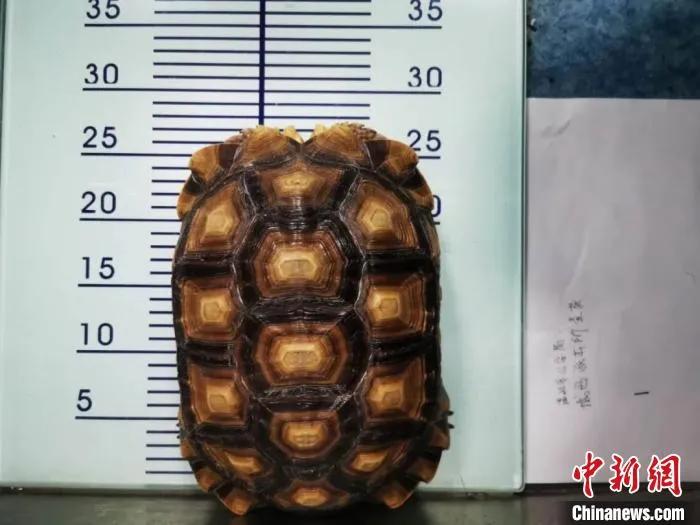 乌龟阳台散养环境_阳台养乌龟怎么保温_乌龟阳台保温养几天
