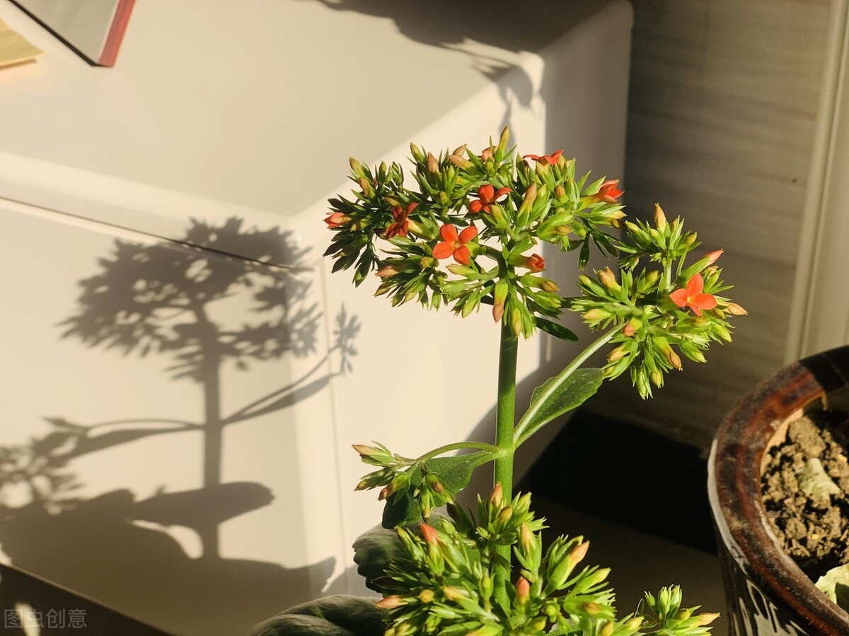 长寿花的繁殖殖方法和注意事项_长寿花繁殖方法图解_长寿花繁殖方法和时间