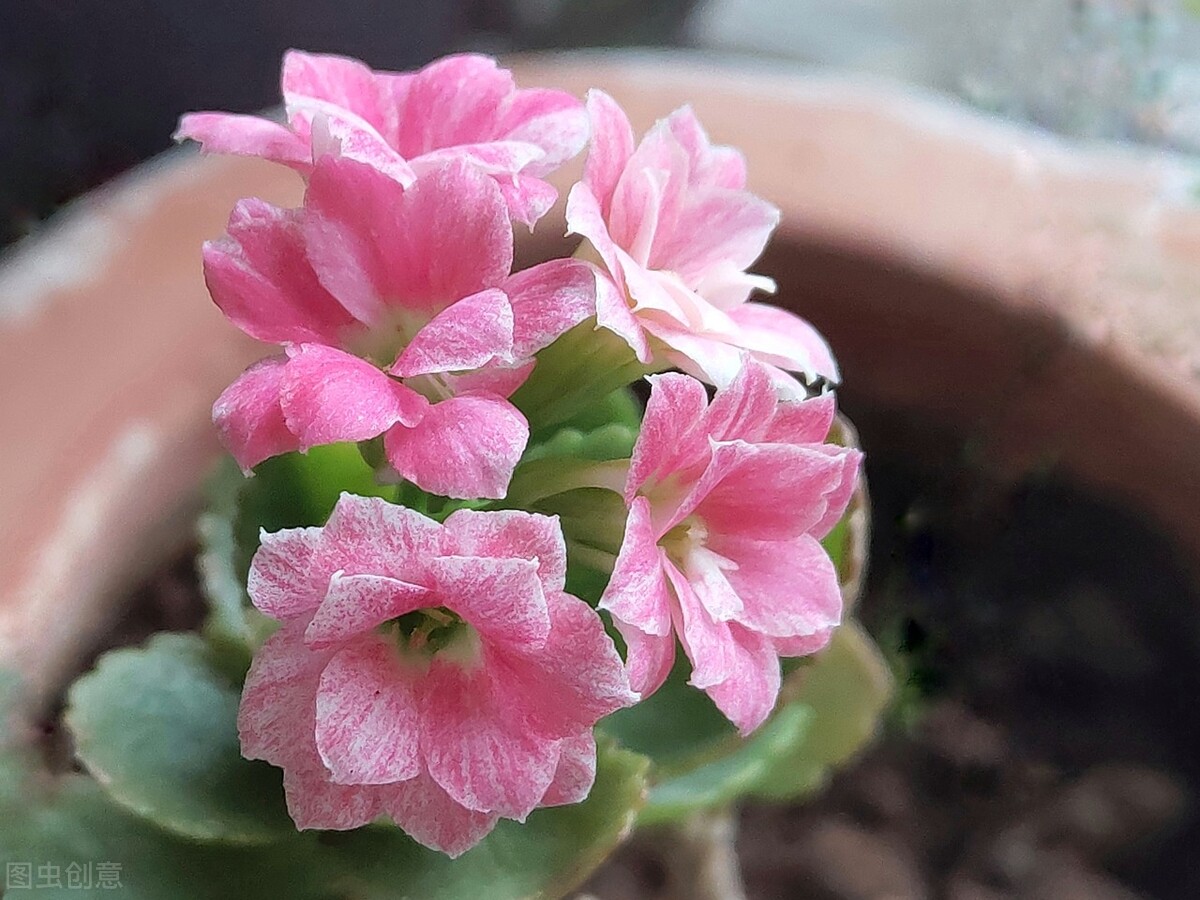 长寿花的繁殖殖方法和注意事项_长寿花繁殖方法和时间_长寿花繁殖方法图解