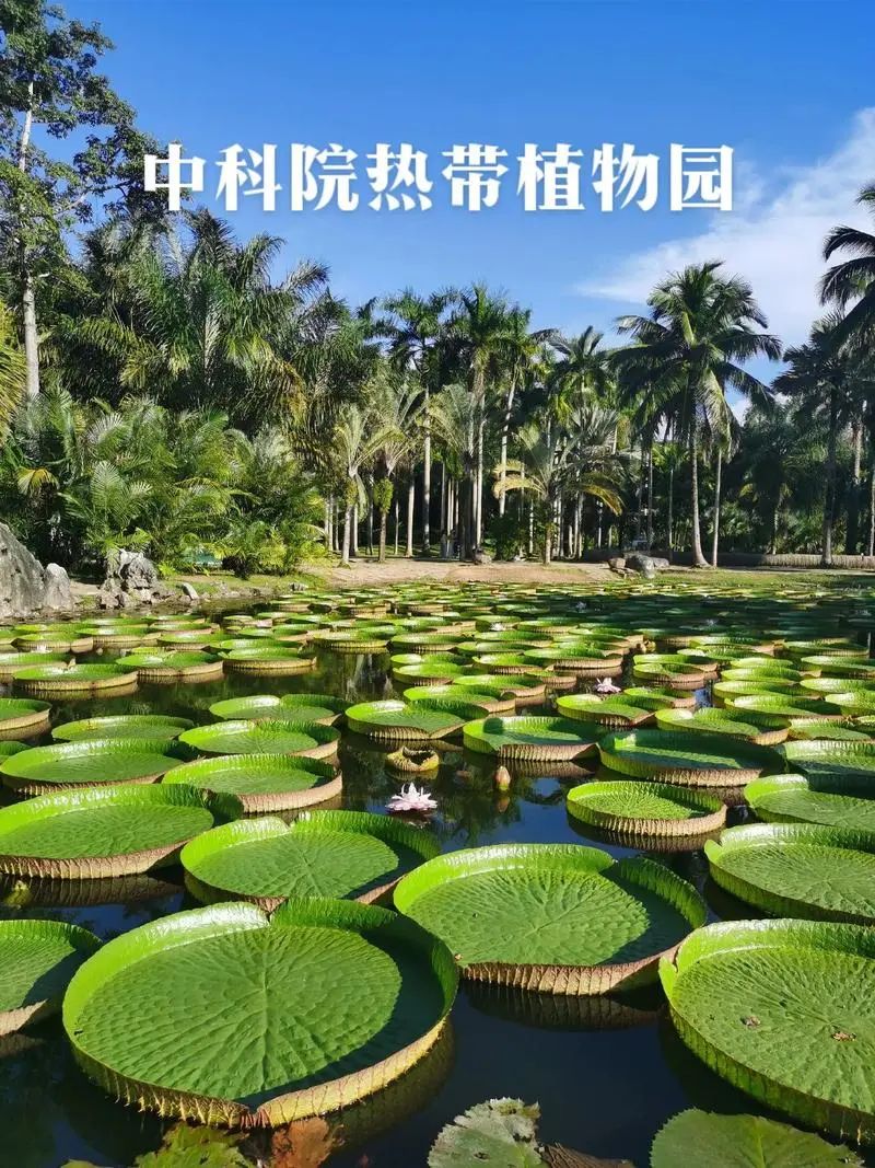 云南西双版纳旅游路线推荐_云南西双版纳自由行攻略_云南西双版纳旅游路线