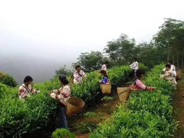 云南西双版纳自由行攻略_云南西双版纳旅游路线推荐_云南西双版纳旅游路线