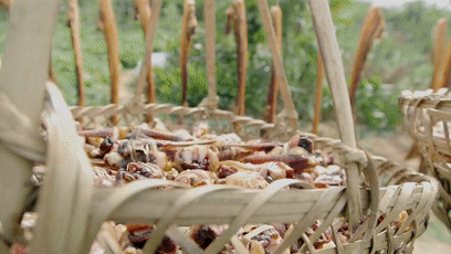 节目的截屏_美食节目截图_节目截图美食视频