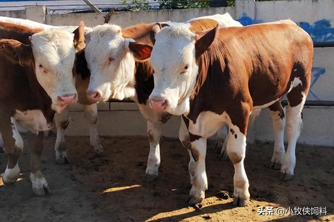 养牛的利润率_养牛利润与成本计算_养牛的利润和成本是多少