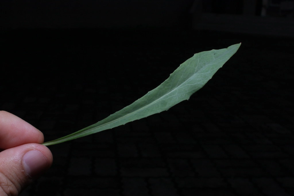 小苦荬菜属_山苦荬和苦荬菜的区别_苦荬菜
