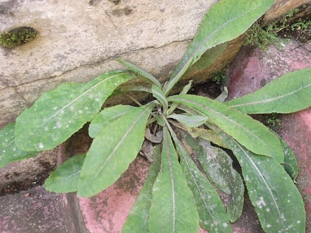苦荬菜_山苦荬和苦荬菜的区别_小苦荬菜属