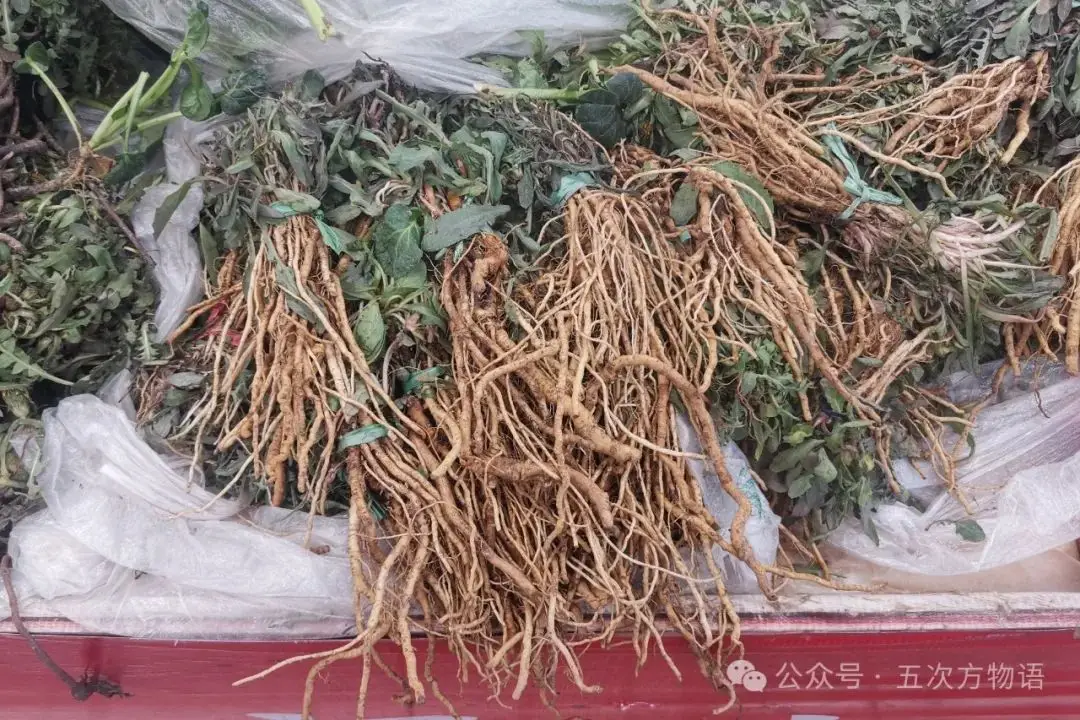 黄鹌菜和苦荬菜怎么分_苦荬菜种植技术_苦荬菜