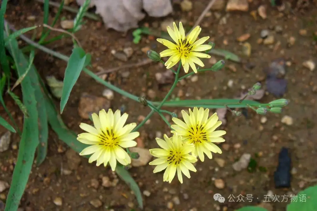 黄鹌菜和苦荬菜怎么分_苦荬菜种植技术_苦荬菜