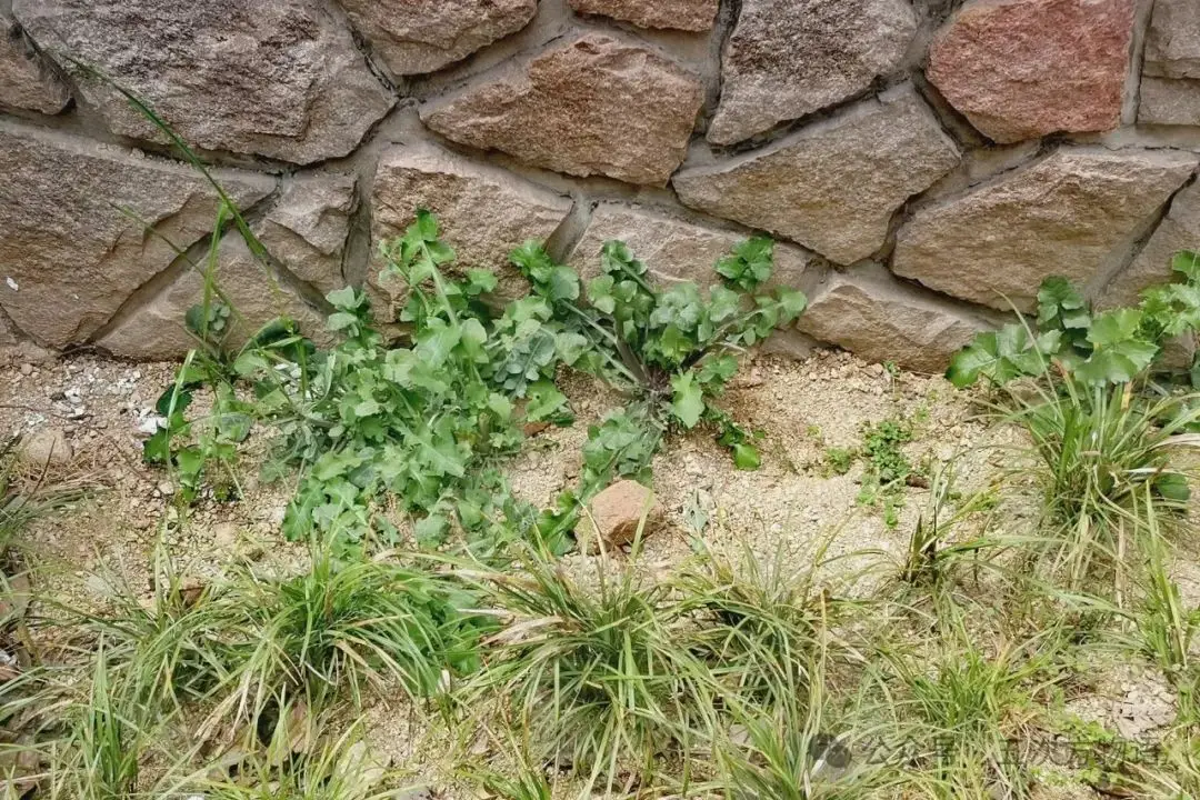 苦荬菜种植技术_苦荬菜_黄鹌菜和苦荬菜怎么分