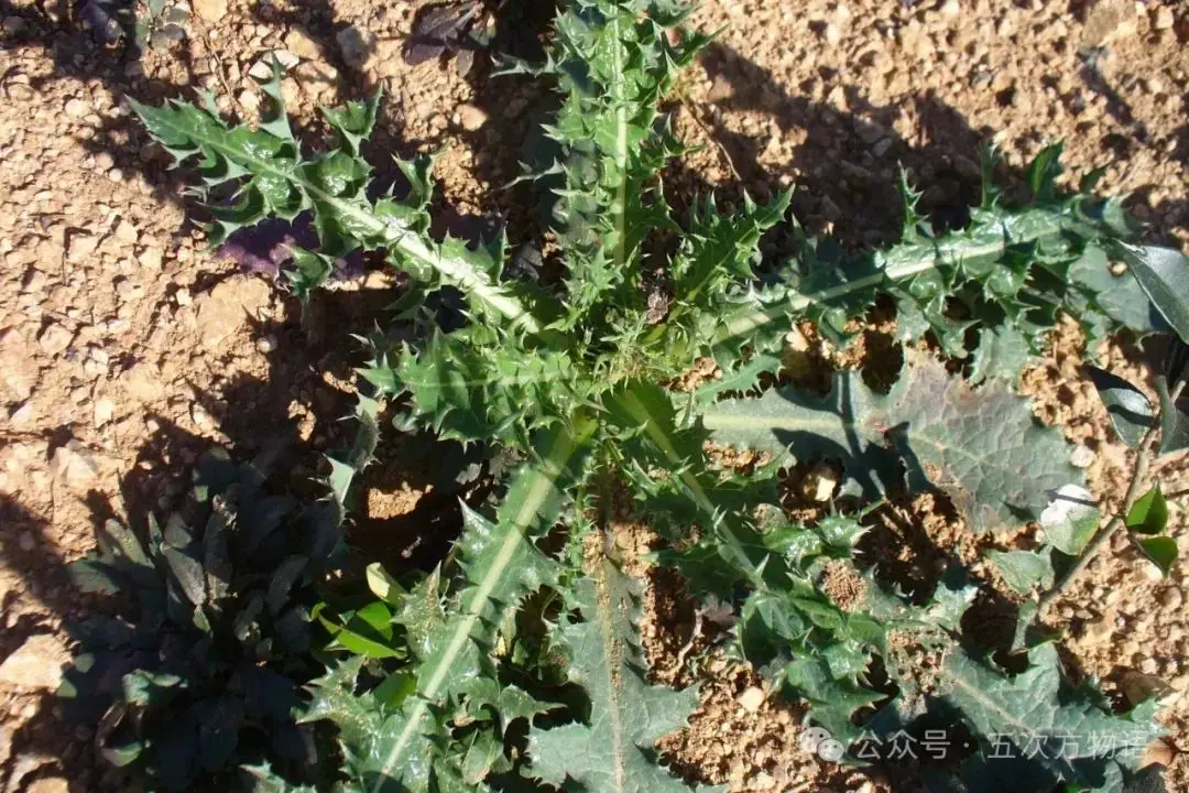黄鹌菜和苦荬菜怎么分_苦荬菜_苦荬菜种植技术
