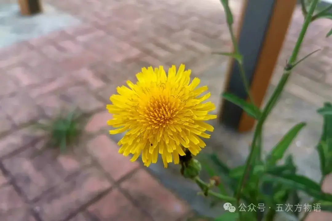 黄鹌菜和苦荬菜怎么分_苦荬菜种植技术_苦荬菜