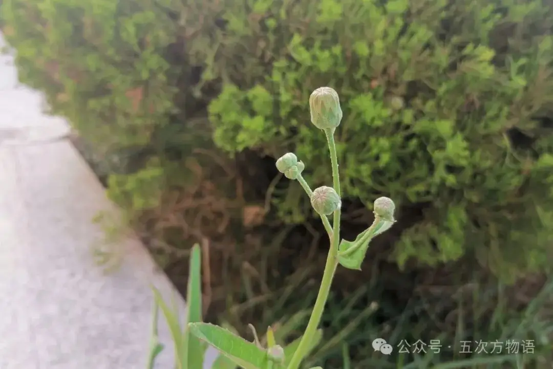苦荬菜_黄鹌菜和苦荬菜怎么分_苦荬菜种植技术
