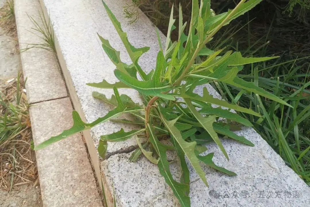 苦荬菜_黄鹌菜和苦荬菜怎么分_苦荬菜种植技术