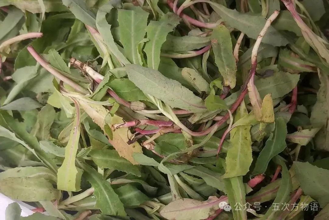 黄鹌菜和苦荬菜怎么分_苦荬菜种植技术_苦荬菜