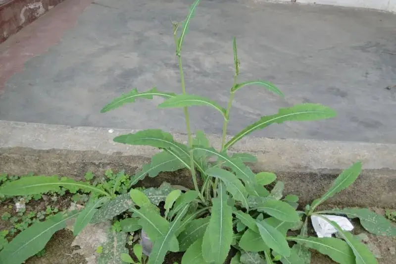 苦荬菜_苦荬菜种植技术_黄鹌菜和苦荬菜怎么分