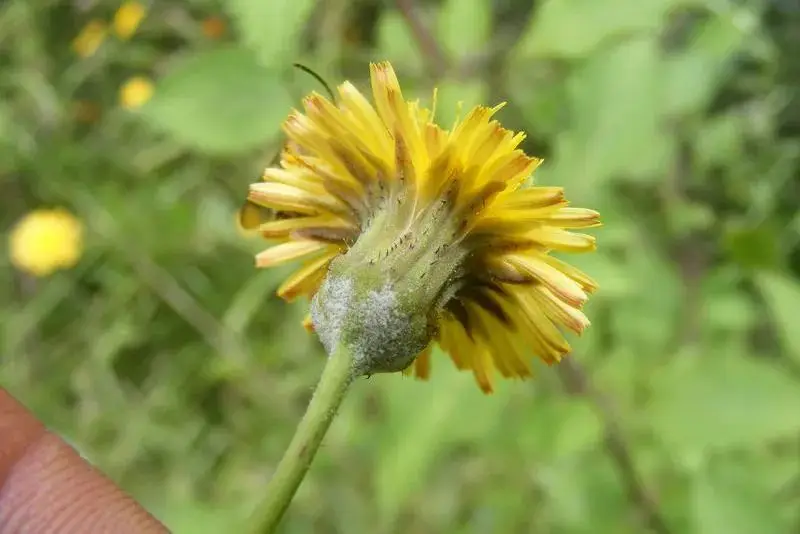 黄鹌菜和苦荬菜怎么分_苦荬菜种植技术_苦荬菜