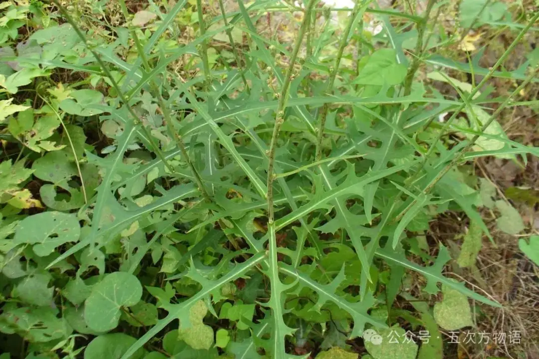 苦荬菜种植技术_黄鹌菜和苦荬菜怎么分_苦荬菜