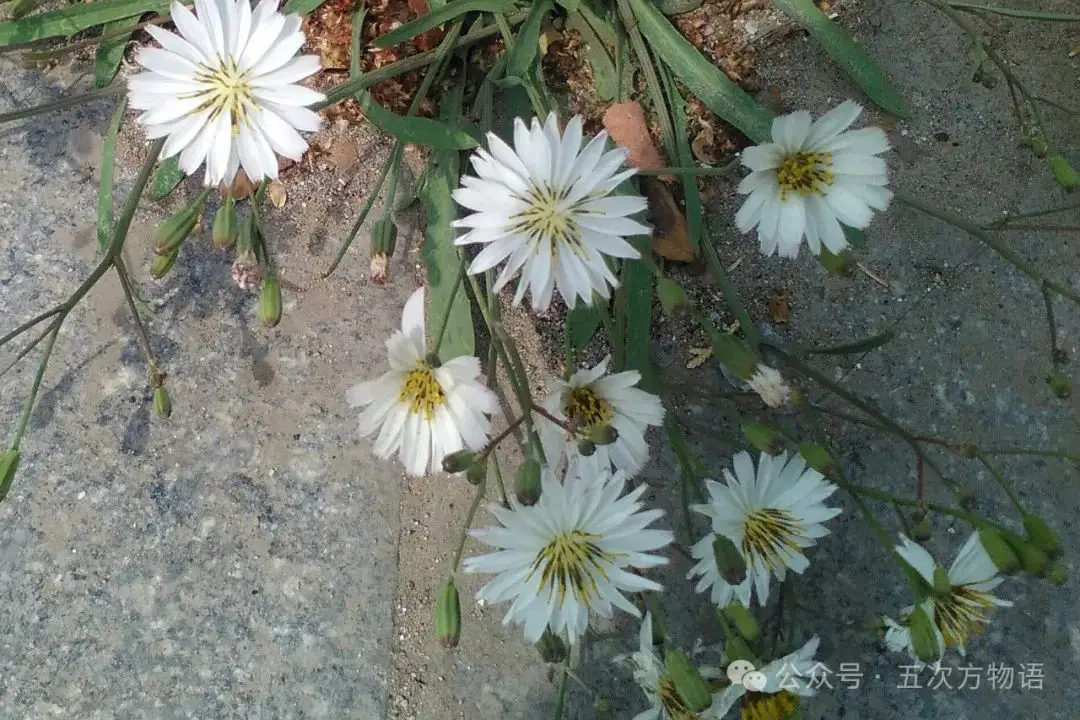 苦荬菜_黄鹌菜和苦荬菜怎么分_苦荬菜种植技术